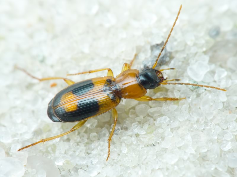 Badister (Badister) lacertosus Sturm, 1815